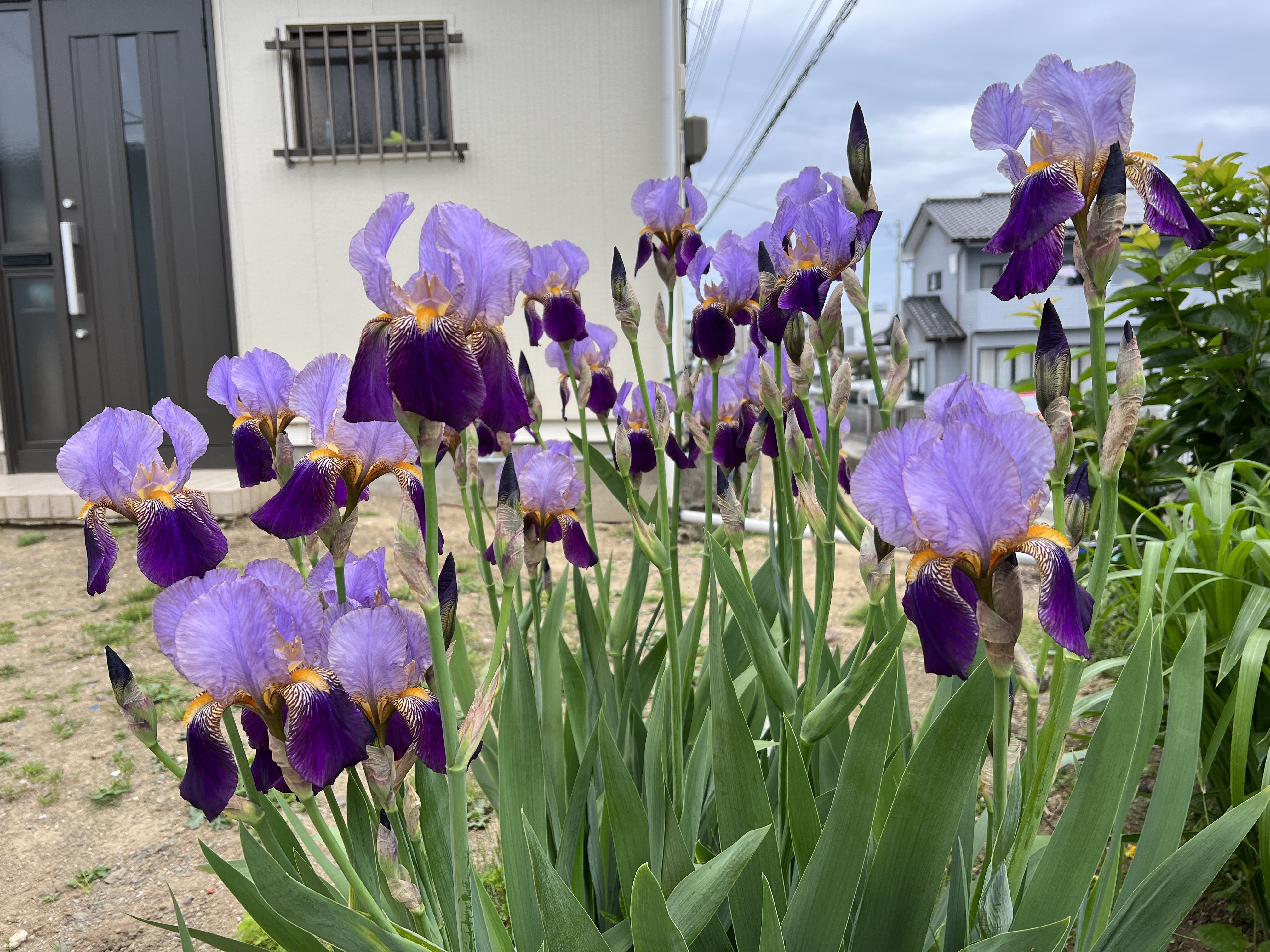 梅雨に咲く花