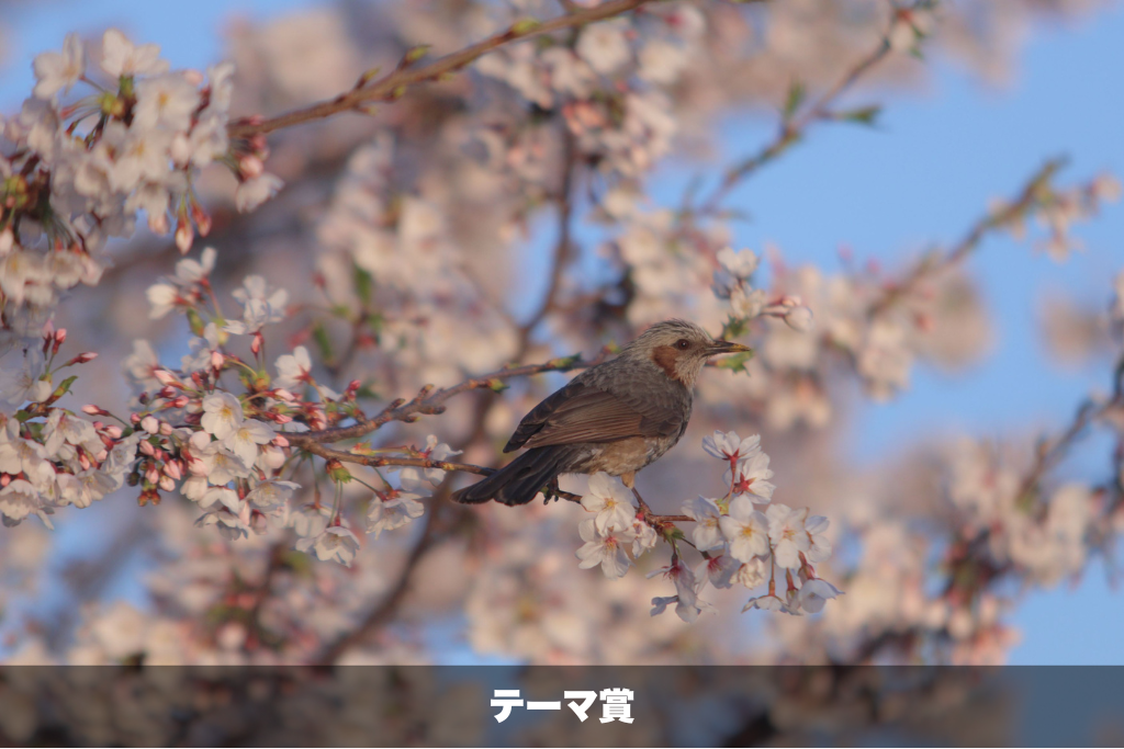 詳細は新着情報から