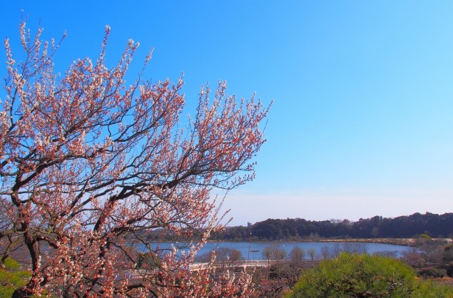 春らしいフォトに変更しました